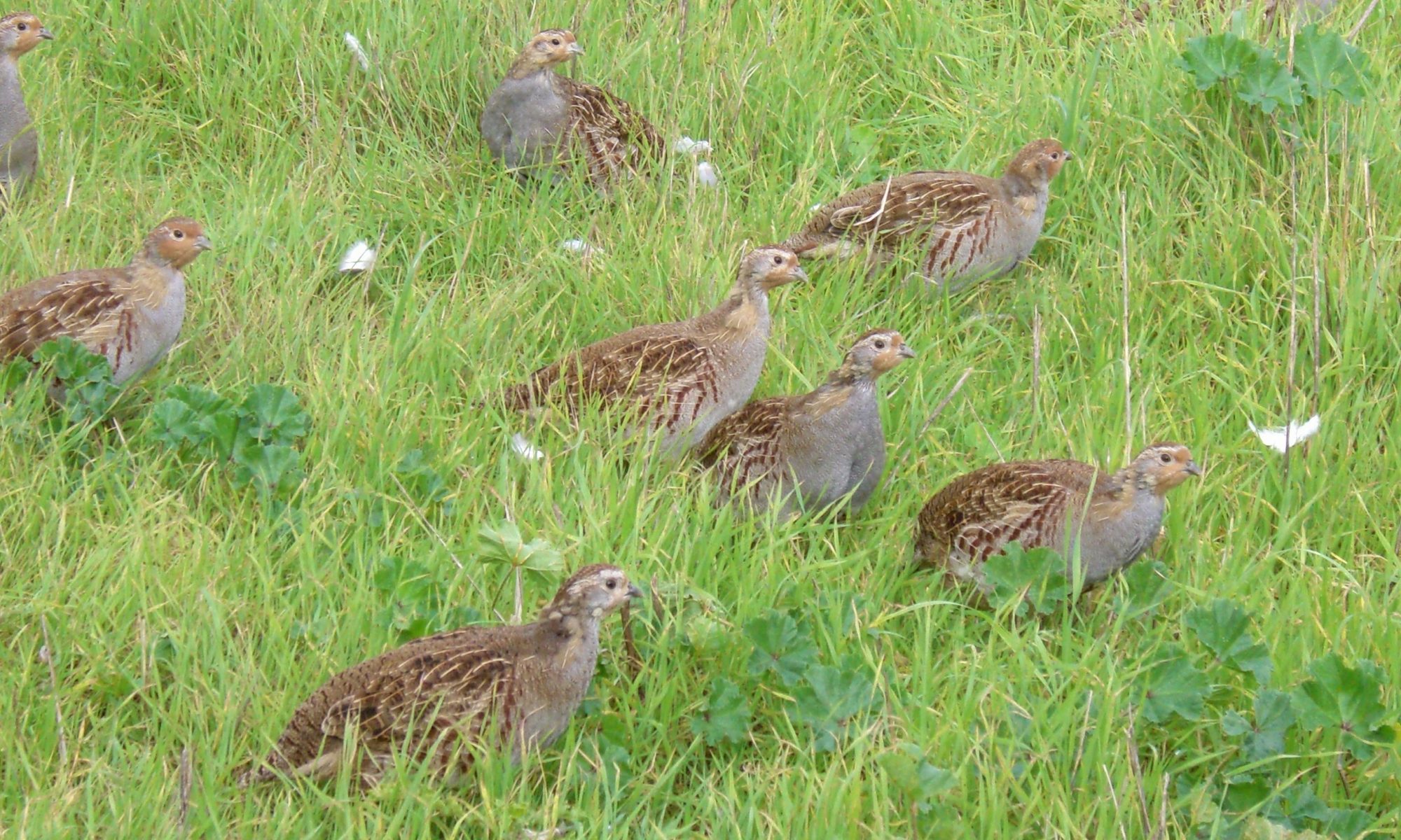 Nesting Cover – Irish Grey Partridge Conservation Trust